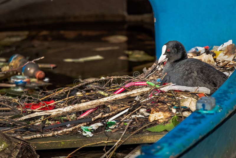 Eurasian Coot sitting on a nest built with human trash and litter