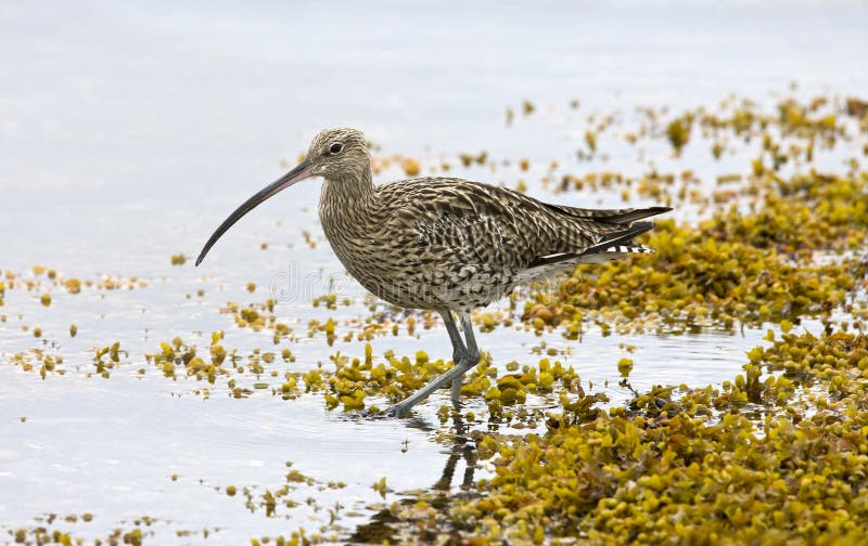 Eurasian Curlew - Numenius arquata - England stock image Eurasian Curlew - Numenius arquata - England stock image