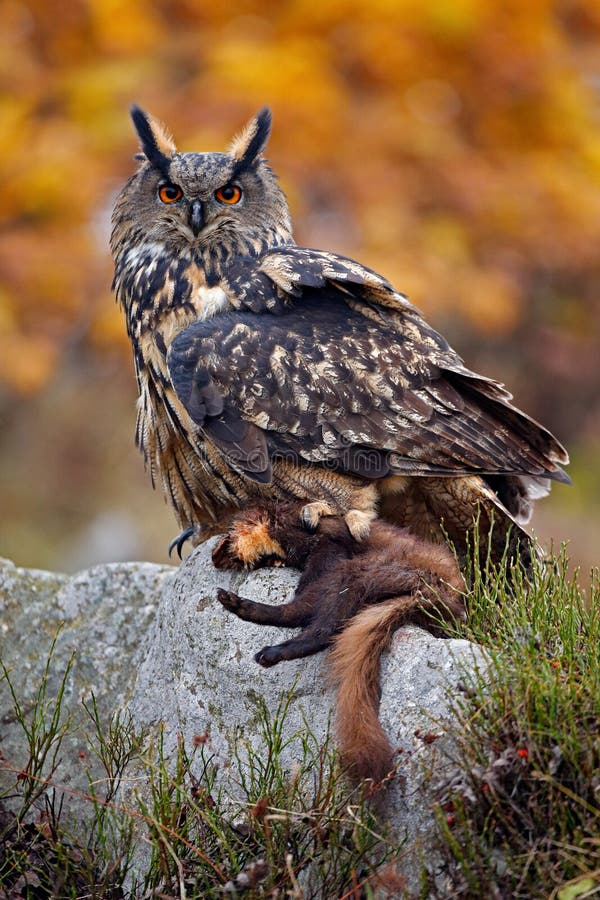 Eurasian Eagle con l'uccisione Foto di autunno del gufo Eagle Owl nell'habitat della foresta della natura Fauna selvatica dalla n fotografie stock libere da diritti Eurasian Eagle con l'uccisione Foto di autunno del gufo Eagle Owl nell'habitat della foresta della natura Fauna selvatica dalla n fotografie stock libere da diritti