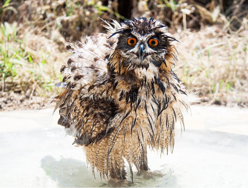 Wet bathing Eurasian Eagle-Owl.