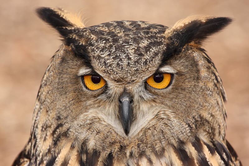 Close up photo of a Eurasian Eagle Owl