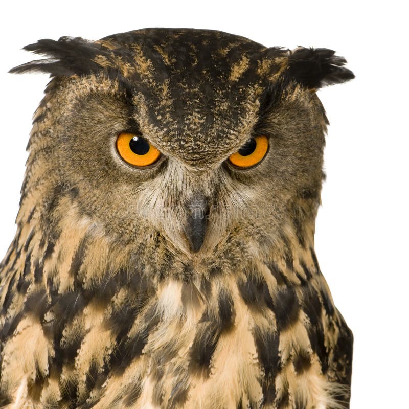 Eurasian Eagle Owl - Bubo bubo (22 months) stock photo