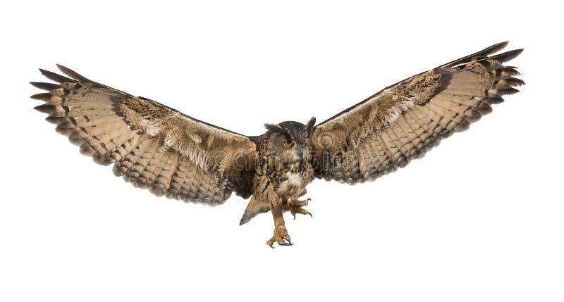 Eurasian Eagle-Owl, Bubo bubo, 15 years old, flying against white background