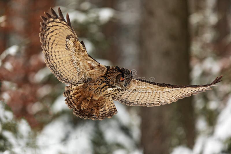 Eurasian eagle-owl Bubo bubo