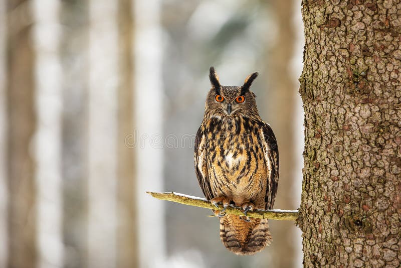 Eurasian eagle-owl Bubo bubo sitting on the tree