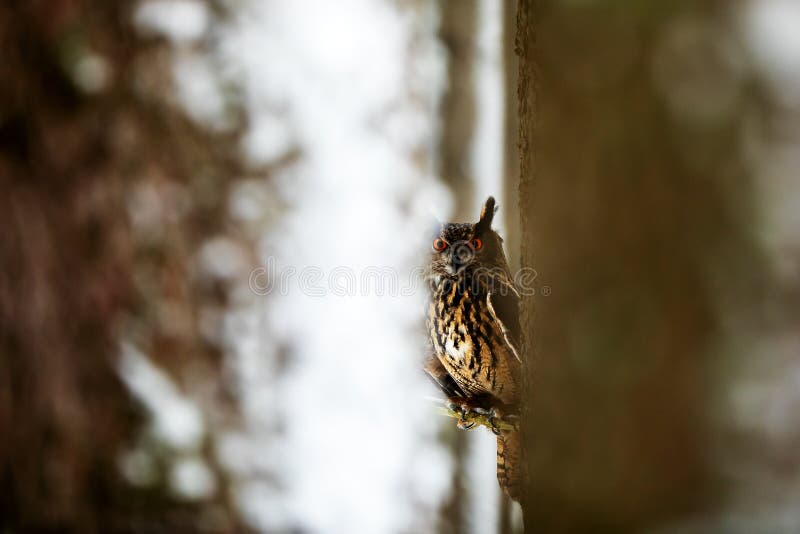 Eurasian eagle-owl Bubo bubo is seen in the vista between the trees