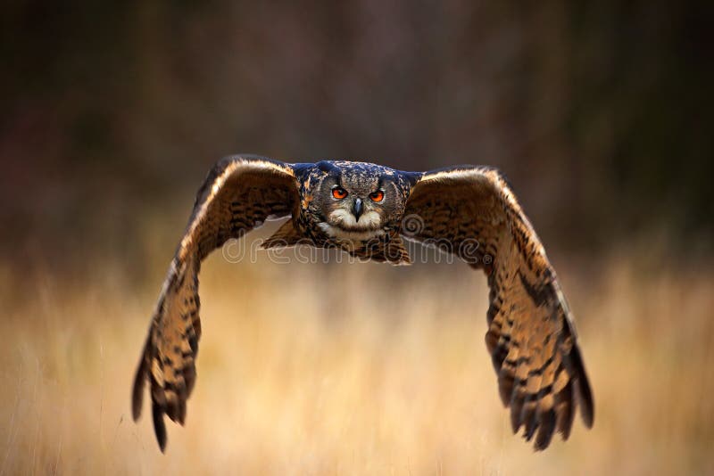 Eurasian Eagle Owl, Bubobubo, flygfågel med öppna vingar i gräsängen, skog i bakgrunden, djur i naturlivsmiljön arkivbilder Eurasian Eagle Owl, Bubobubo, flygfågel med öppna vingar i gräsängen, skog i bakgrunden, djur i naturlivsmiljön arkivbilder