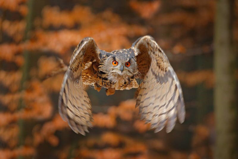 Eurasian Eagle Owl, Bubobubo, med ?ppna vingar i flykten, skoglivsmilj? i bakgrund, orange h?sttr?d Djurlivplats fr?n arkivfoton Eurasian Eagle Owl, Bubobubo, med ?ppna vingar i flykten, skoglivsmilj? i bakgrund, orange h?sttr?d Djurlivplats fr?n arkivfoton