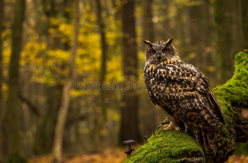 An eurasian eagle owl