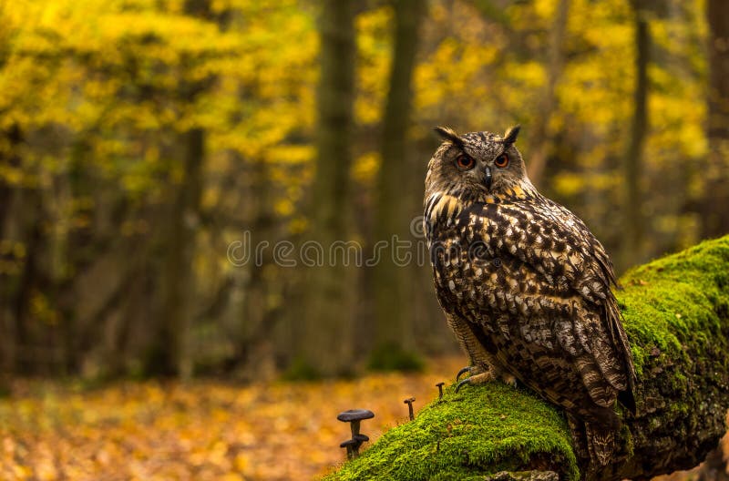 An eurasian eagle owl