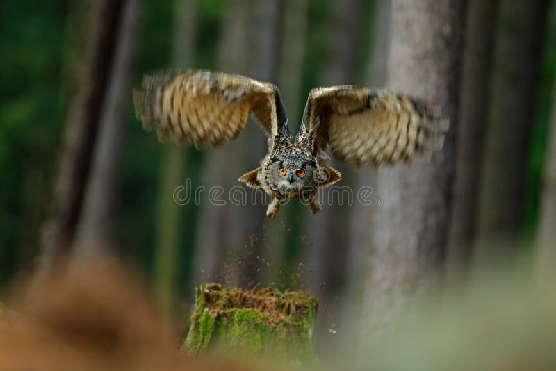 Eurasian Eagle Owl do pássaro de voo com as asas abertas no habitat da floresta com árvores