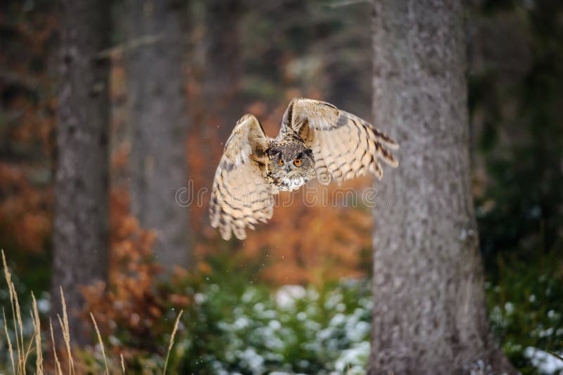 Eurasian Eagle Owl do voo na floresta do inverno foto de stock royalty free Eurasian Eagle Owl do voo na floresta do inverno foto de stock royalty free