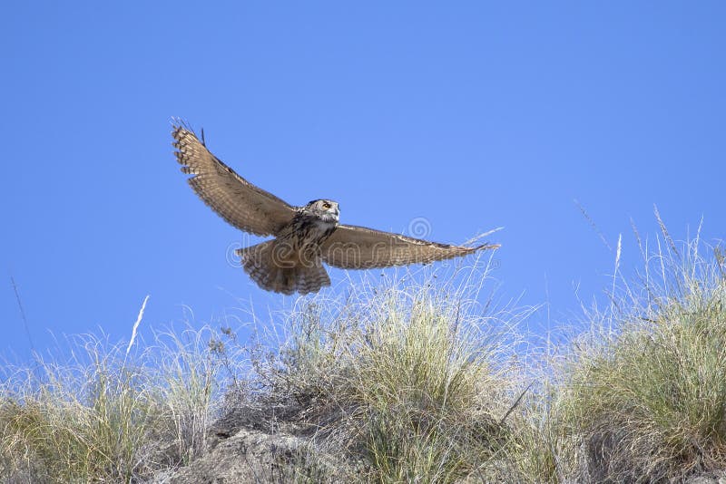 Eurasian Eagle Owl in flight