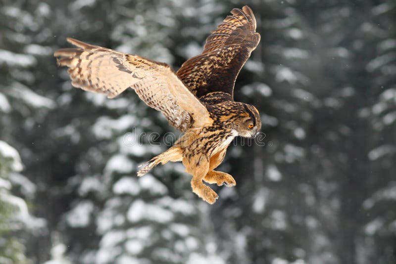 Eurasian Eagle owl, flying bird with open wings. Owl with snow flake in snowy forest during cold winter. Eagle owl in the nature