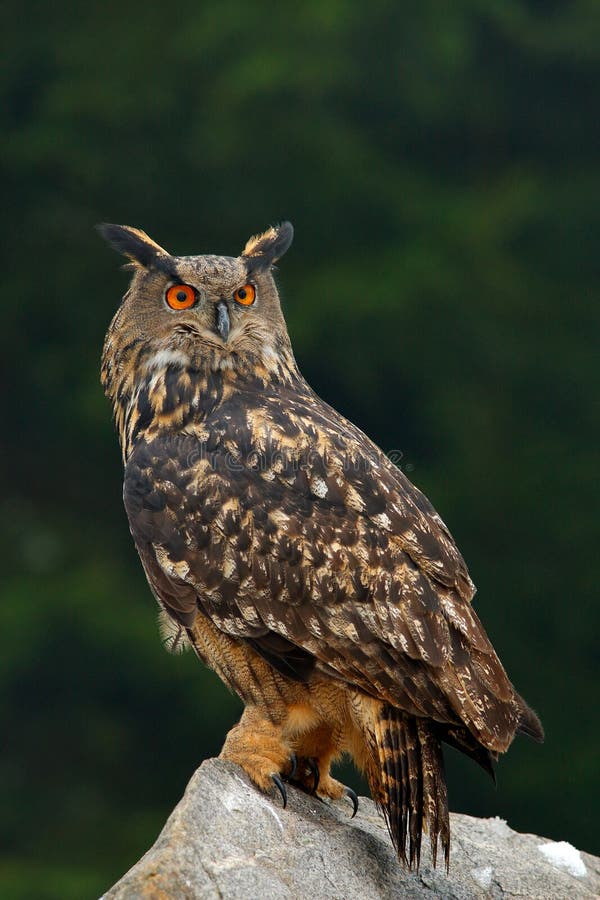 Eurasian Eagle Owl with kill hedgehog in talon, sitting on stone. Wildlife scene from nature. Bird with open wing. Owl with catch