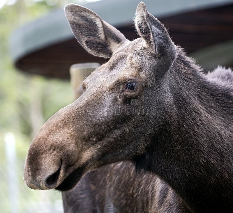 Eurasian elk 3 stock photo. Image of ecology, nice, graze 58212102
