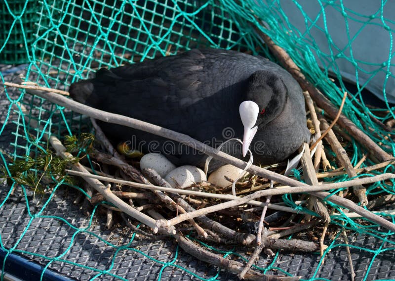 Eurasian female coot duck, fulica atra, brooding