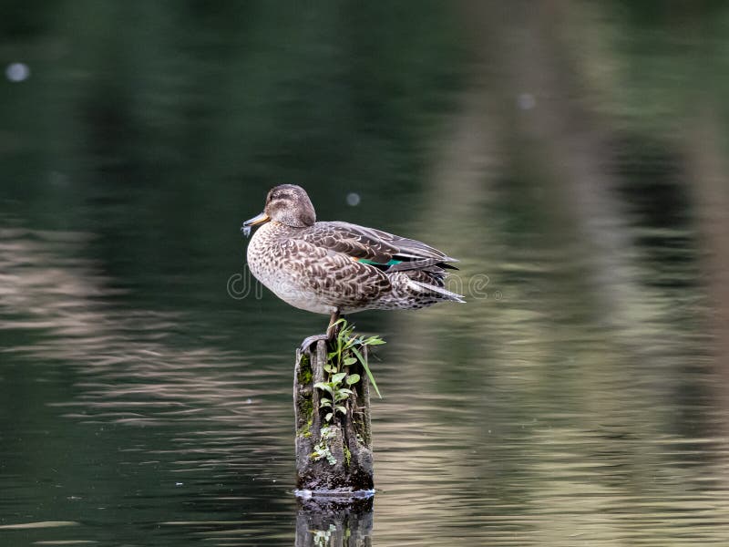 Eurasian green-winged teal duck asleep on a pole 1 stock image Eurasian green-winged teal duck asleep on a pole 1 stock image