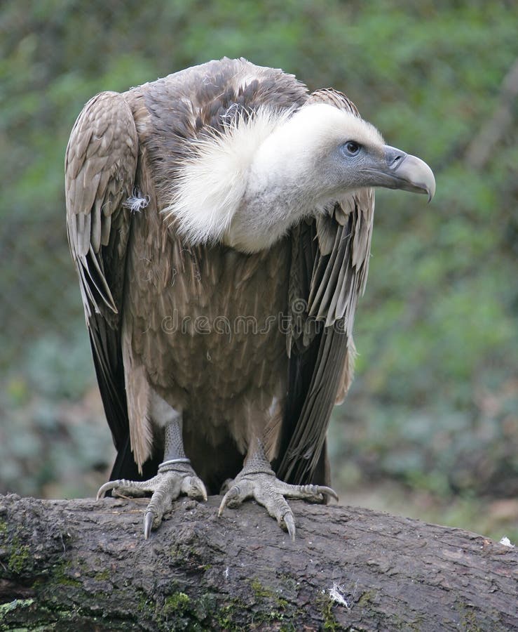 Eurasian Griffon 2 stock photo. Image of white, nature - 2258212