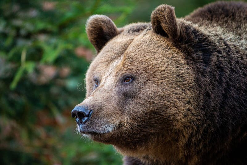 eurasian brown bear vs grizzly