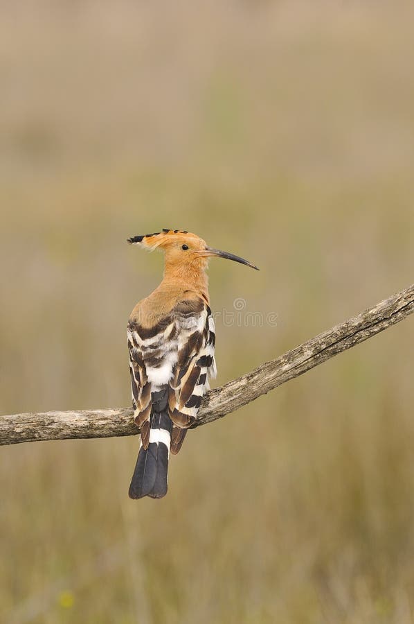 Eurasian Hoopoe or Upupa epops, beautiful brown bird.