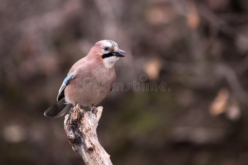 Eurasian jay