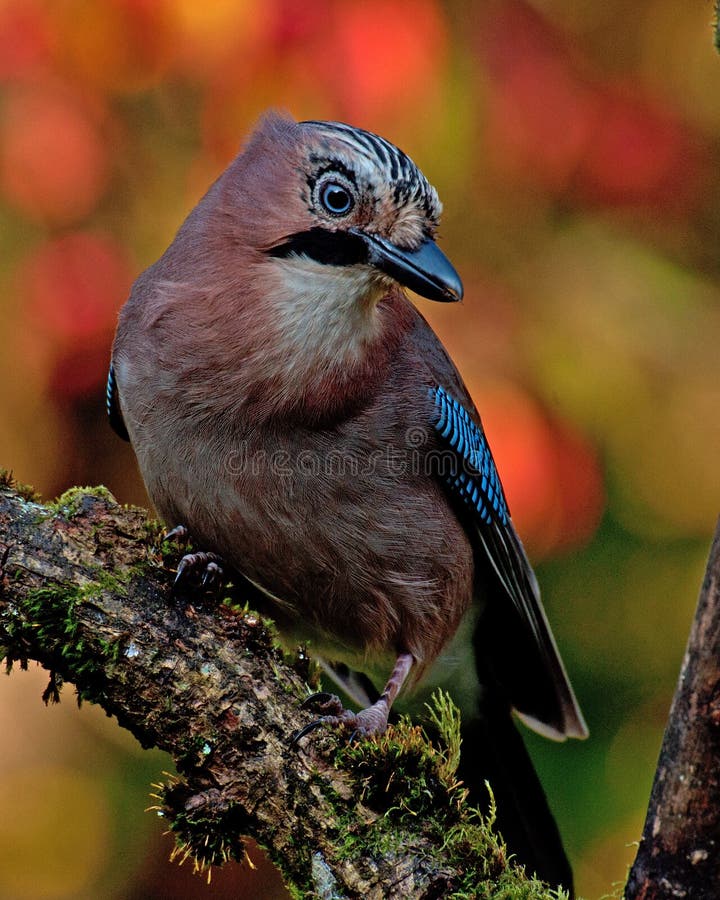 Euroázijských jay, Garrulus glandarius v rannom slnku s jesenné farby okolo neho.