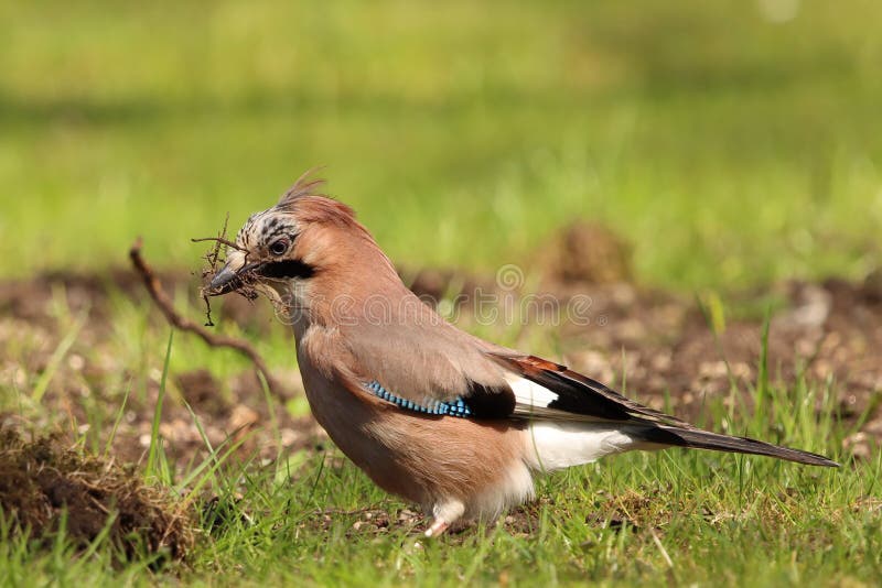 247 Jay Nest Photos Free Royalty Free Stock Photos From Dreamstime 247 Jay Nest Photos Free Royalty Free Stock Photos From Dreamstime