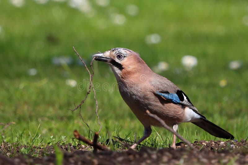 247 Jay Nest Photos Free Royalty Free Stock Photos From Dreamstime 247 Jay Nest Photos Free Royalty Free Stock Photos From Dreamstime