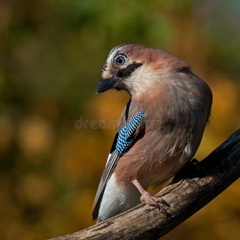 Eurasian jay Garrulus glandarius royalty free stock photos Eurasian jay Garrulus glandarius royalty free stock photos