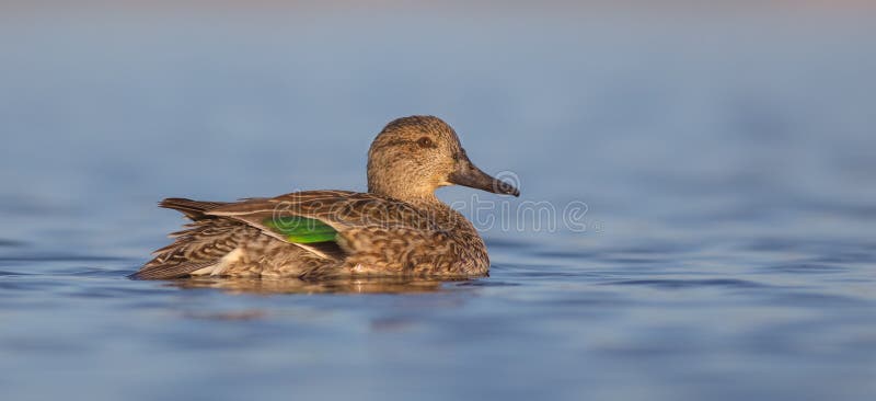 Eurasian kricka/gemensam kricka - Anascrecca arkivfoto Eurasian kricka/gemensam kricka - Anascrecca arkivfoto