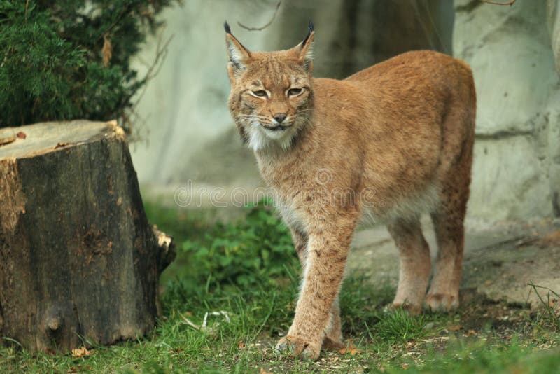 Eurasian lynx