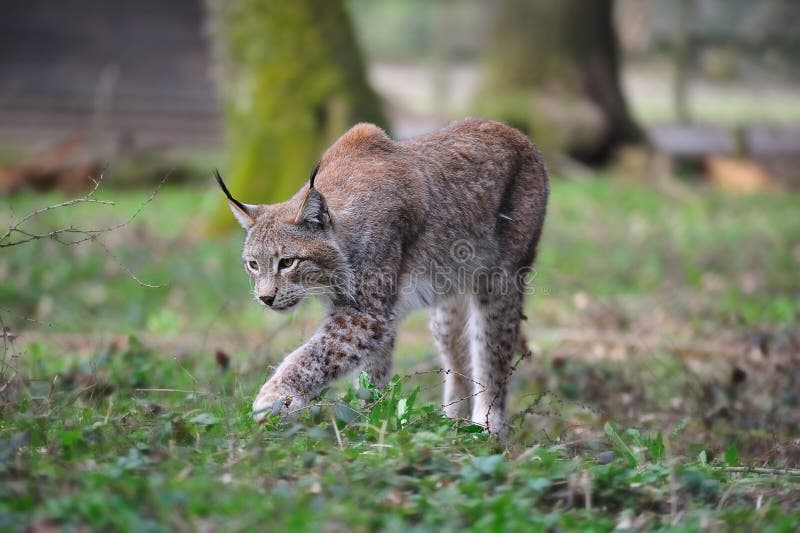 Eurasian lynx (Lynx lynx)