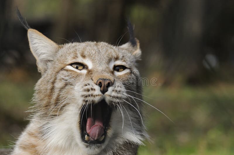 Eurasian lynx ( lynx lynx )