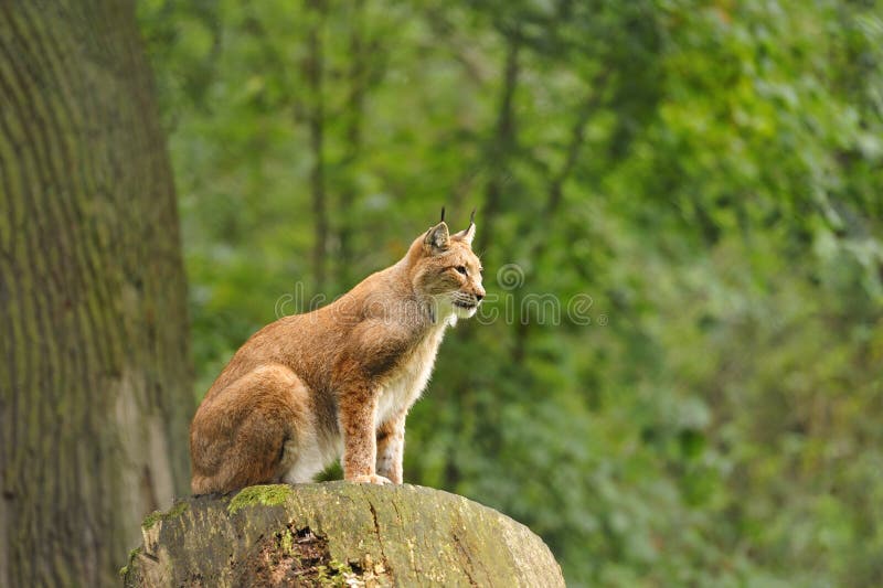 Eurasian Lynx (lynx lynx)