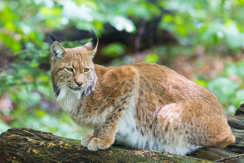 Eurasian Lynx Sitting in Forest Stock Image - Image of animal, outdoor ...