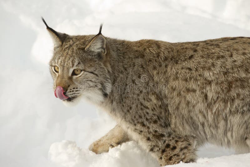 Eurasian lynx in the snow in cold winter, Troms county, Norway