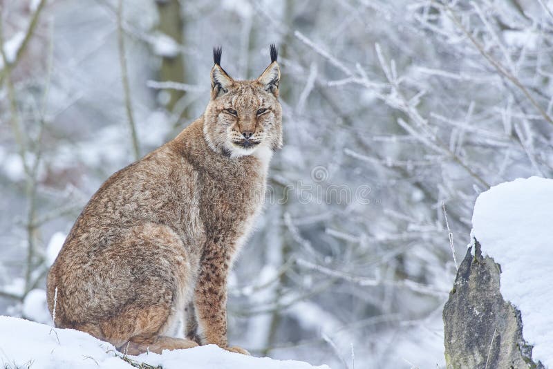 Eurasian Lynx In Snow Stock Photo Biology Diagrams
