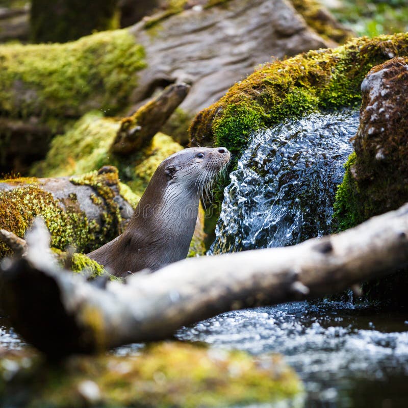 Eurasian otter (Lutra lutra)