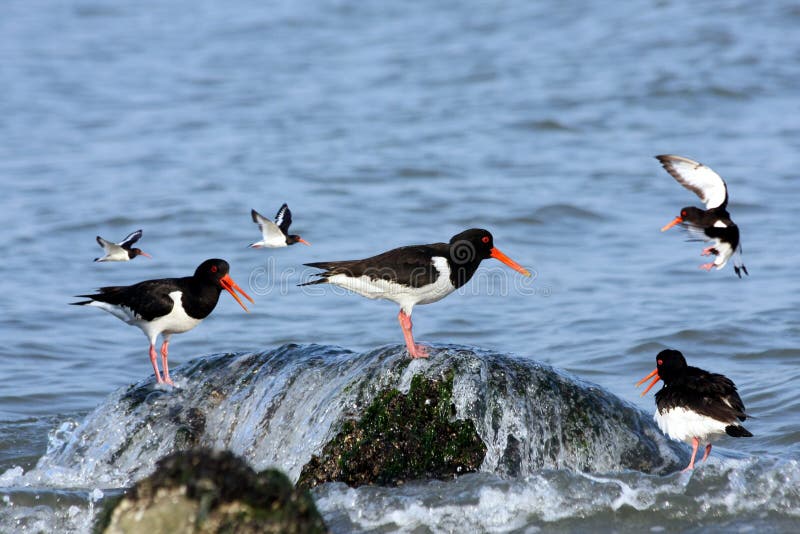 American Oystercatcher in the Surf Stock Photo Image of park, meal