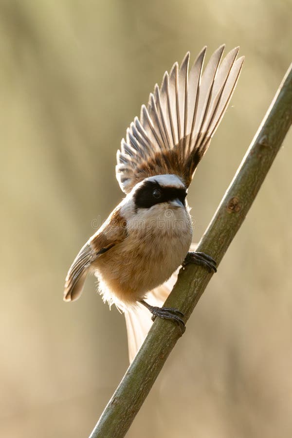 Eurasian Penduline Tit Bird royaltyfria foton