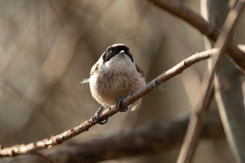 Eurasian Penduline Tit Bird arkivfoton