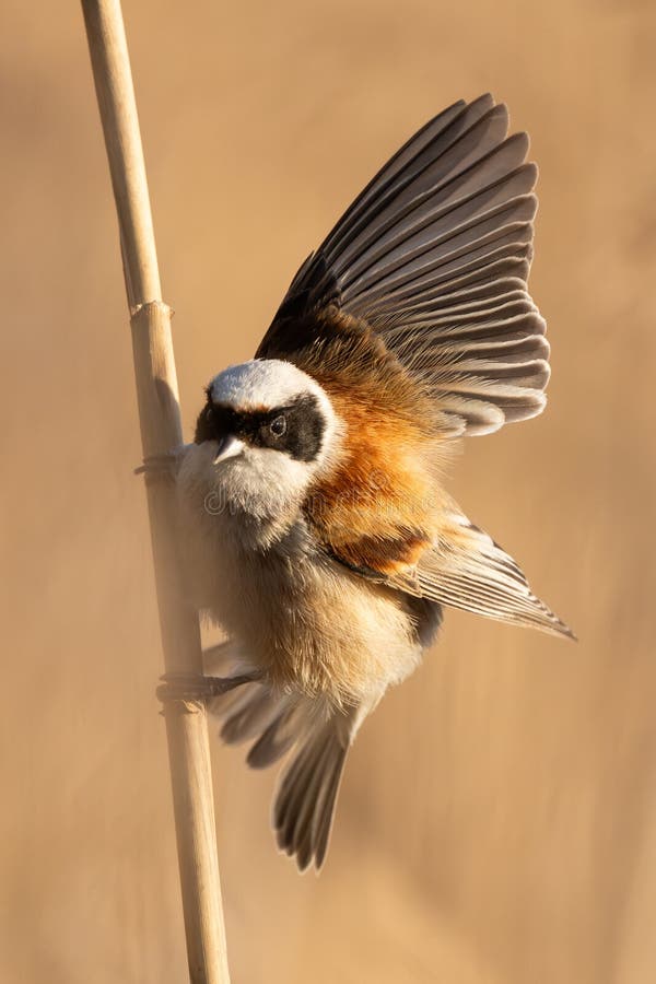 Eurasian Penduline Tit Bird royaltyfri fotografi