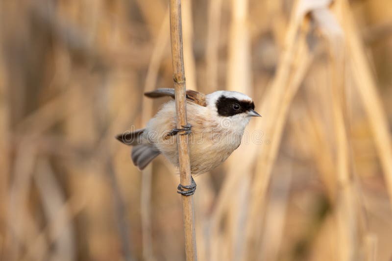 Eurasian Penduline Tit Bird royaltyfri fotografi