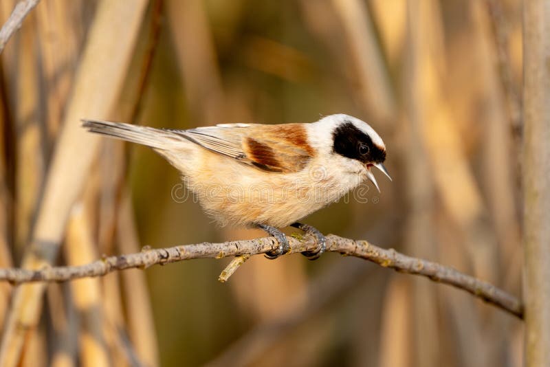 Eurasian Penduline Tit Bird royaltyfria bilder