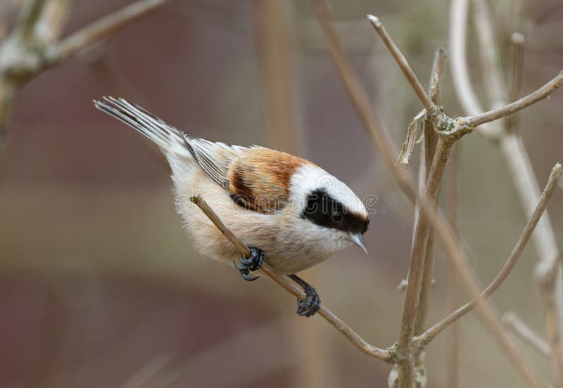 Eurasian Penduline Tit Bird royaltyfri bild