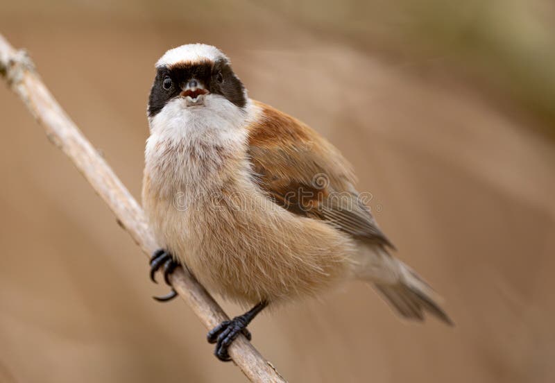 Eurasian Penduline Tit Bird arkivfoton