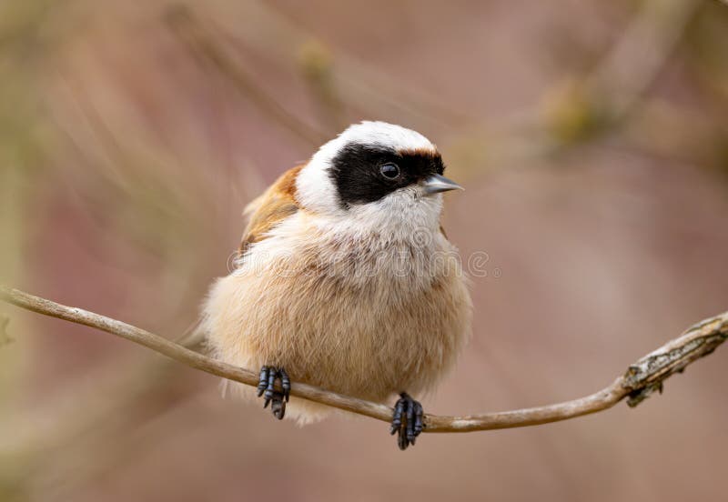 Eurasian Penduline Tit Bird on a Branch