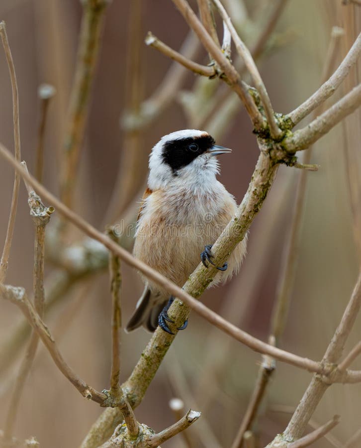 Eurasian Penduline Tit Bird fotografering för bildbyråer