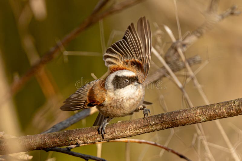 Eurasian Penduline Tit Bird fotografering för bildbyråer